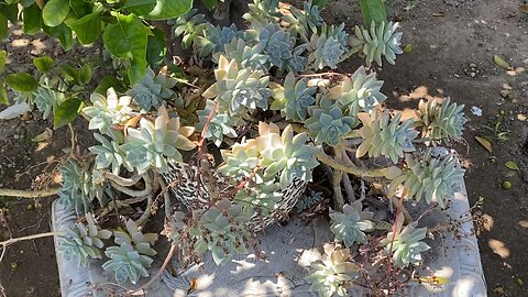 Lovely Succulents