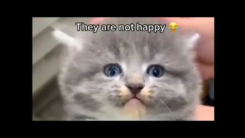 cute animal videos part 2🥺😂🤣#pet #dog #cats #birds #cute