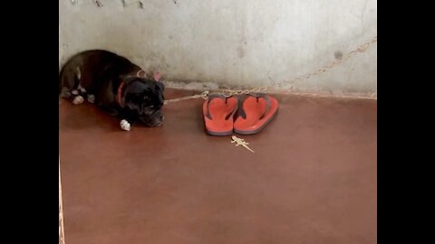 Funny Dog Chasing Lizard