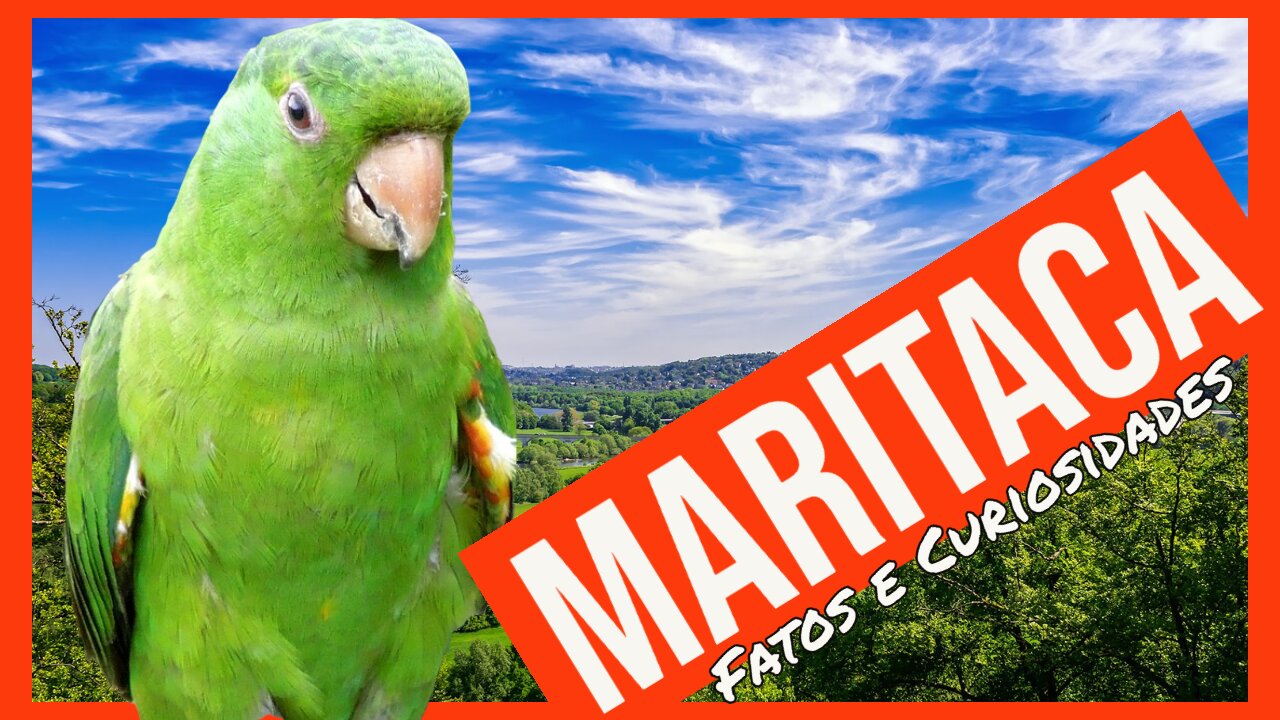 Maritacas - Fatos e curiosidades - aves selvagens - animais do mundo