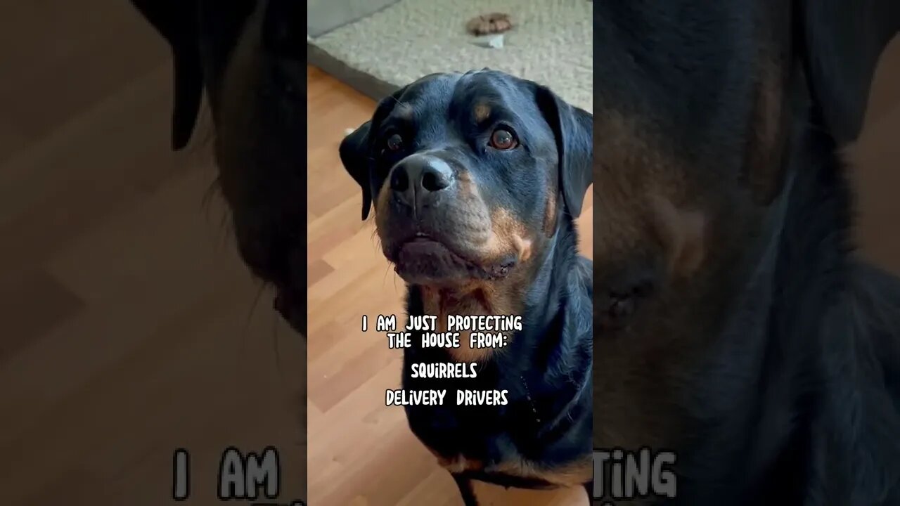 Rottweiler Gone Crazy