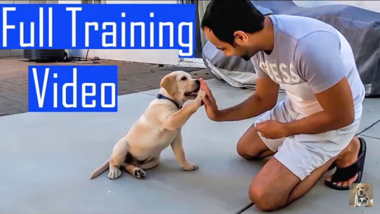 Labrador puppy learning and performance training commands All training skills dog showing