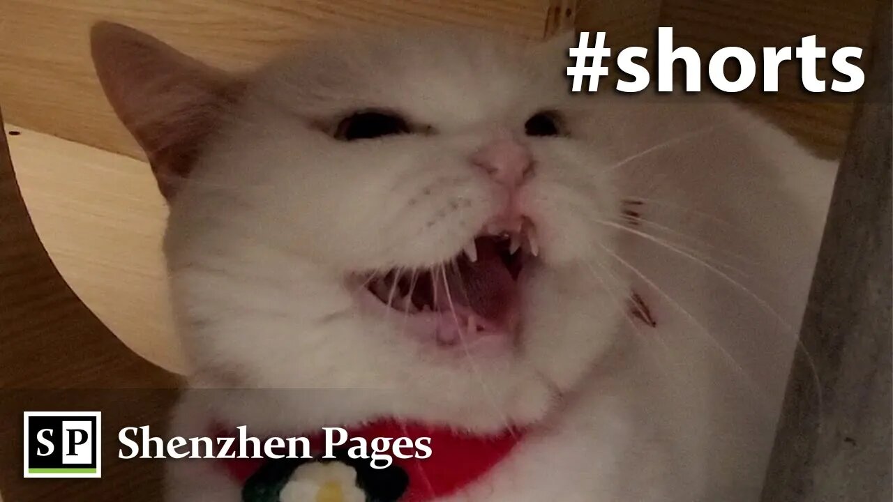 Cute cats in Shenzhen