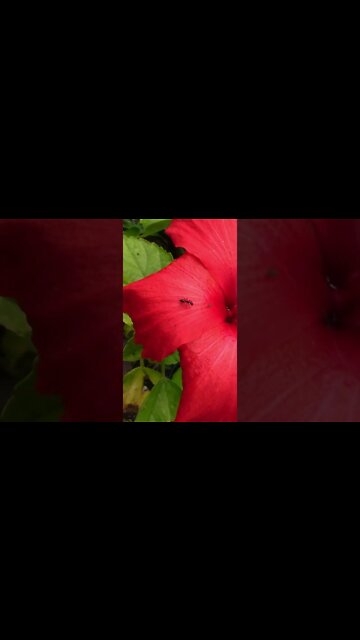 Just A Little Ant #Shorts 🌺