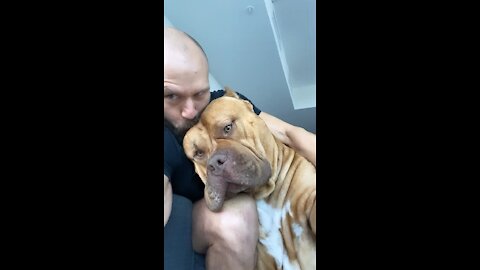 HUGE pit bull…is huge BABY & all cuddles!!