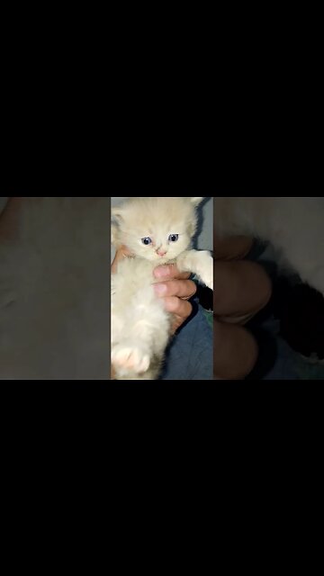 Kittens for sale #cats #persian #persian #kittens