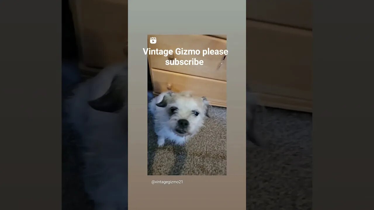 What gizmo thinks I say