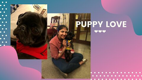 Puppy Love || Soothing, Relaxation, Animals, Peace, Calm, Sleep, Dogs, Study, Laugh, love, Joy, Play