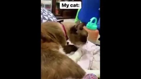 Funniest Cats Videos That Will Make You Laugh 12😂 Best Funny Cats Videos Of 2023 😅😹