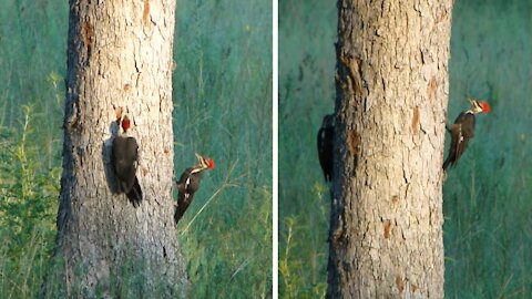 Indian Hen woodpeckers