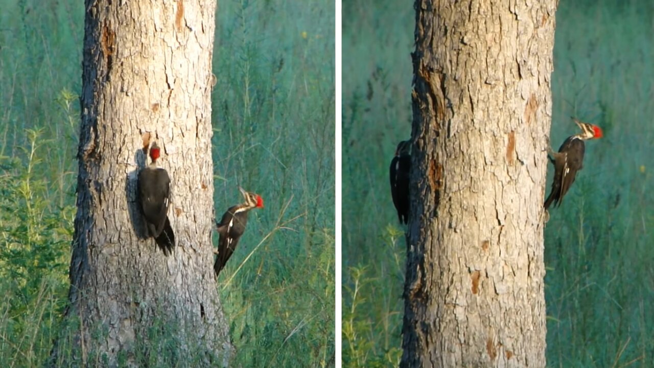 Indian Hen woodpeckers