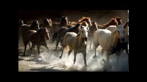 BEAUTIFUL HORSES RUNNING ❤️