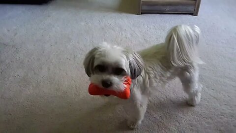 Playing with my aunt and uncle's dog