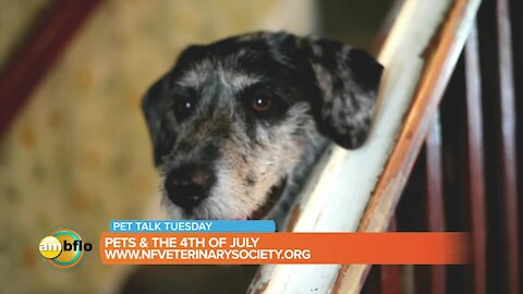 Pets and the 4th of July