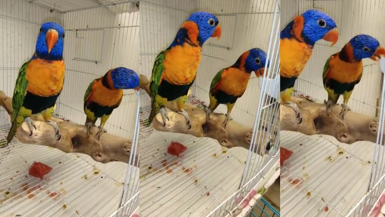 Lory Red Funny and Cute Parrots