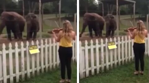 Elephants moving to violin music | Peta And Animals