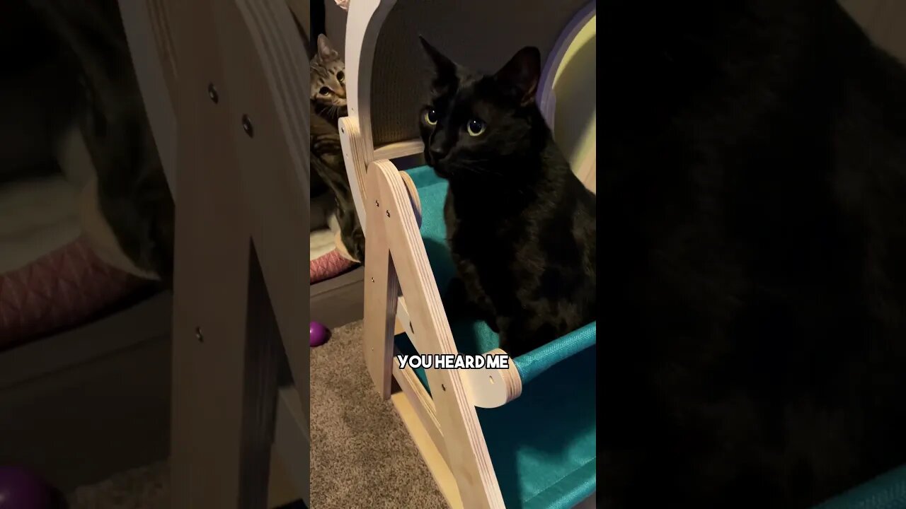 Send this to someone who matters🥰 #cat #kitten #blackcat #leonthecatdad #leontcd #positivity #cats