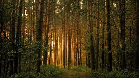 Silent | Une démo technique