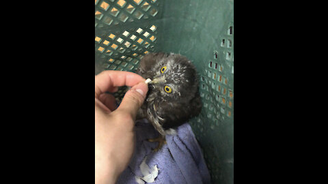 Feeding the little owl