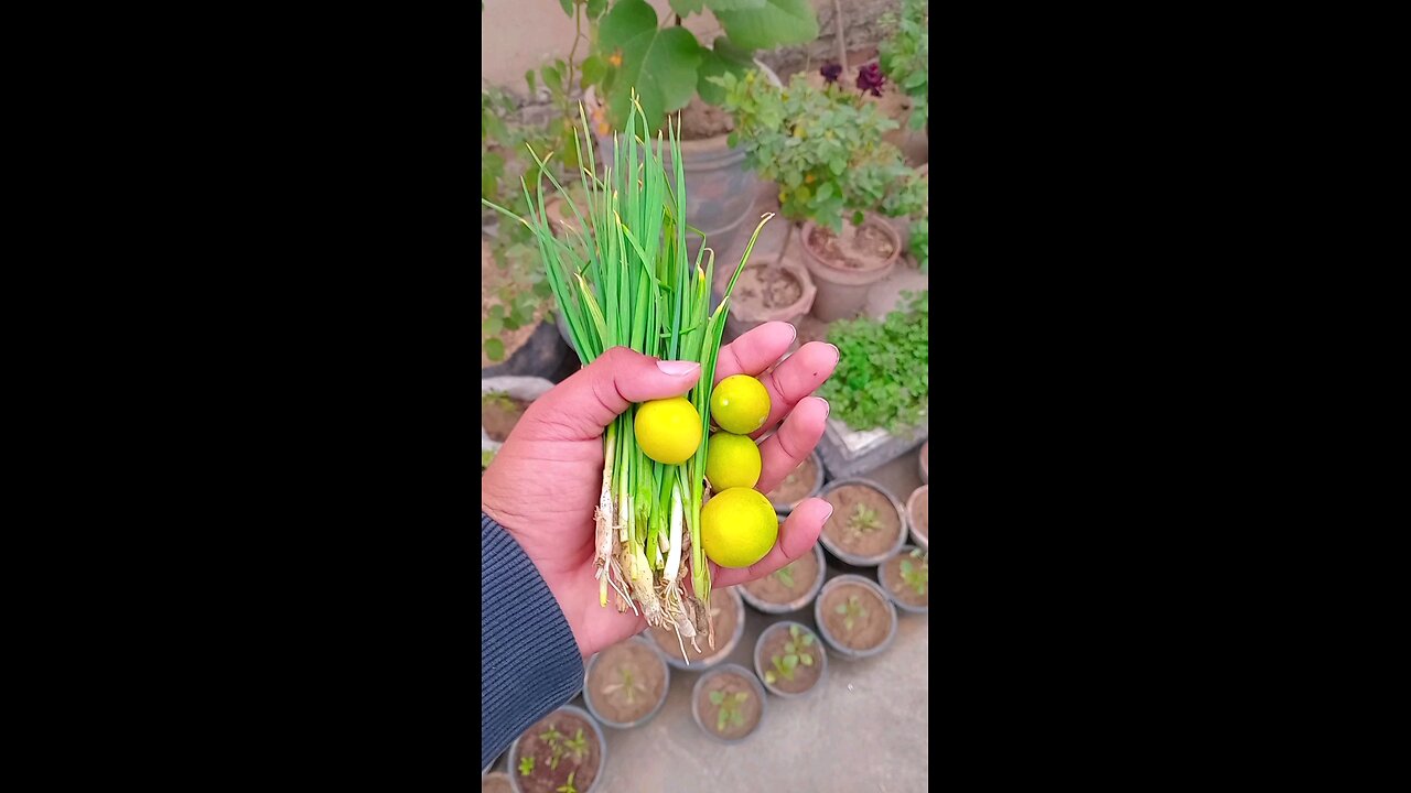 see whai i harvested today from my garden