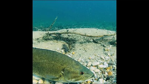 smallmouth bass bed