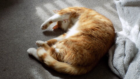 05.04.2022 - They had no intention to let the Lurgy go away (DBC Phonecall)