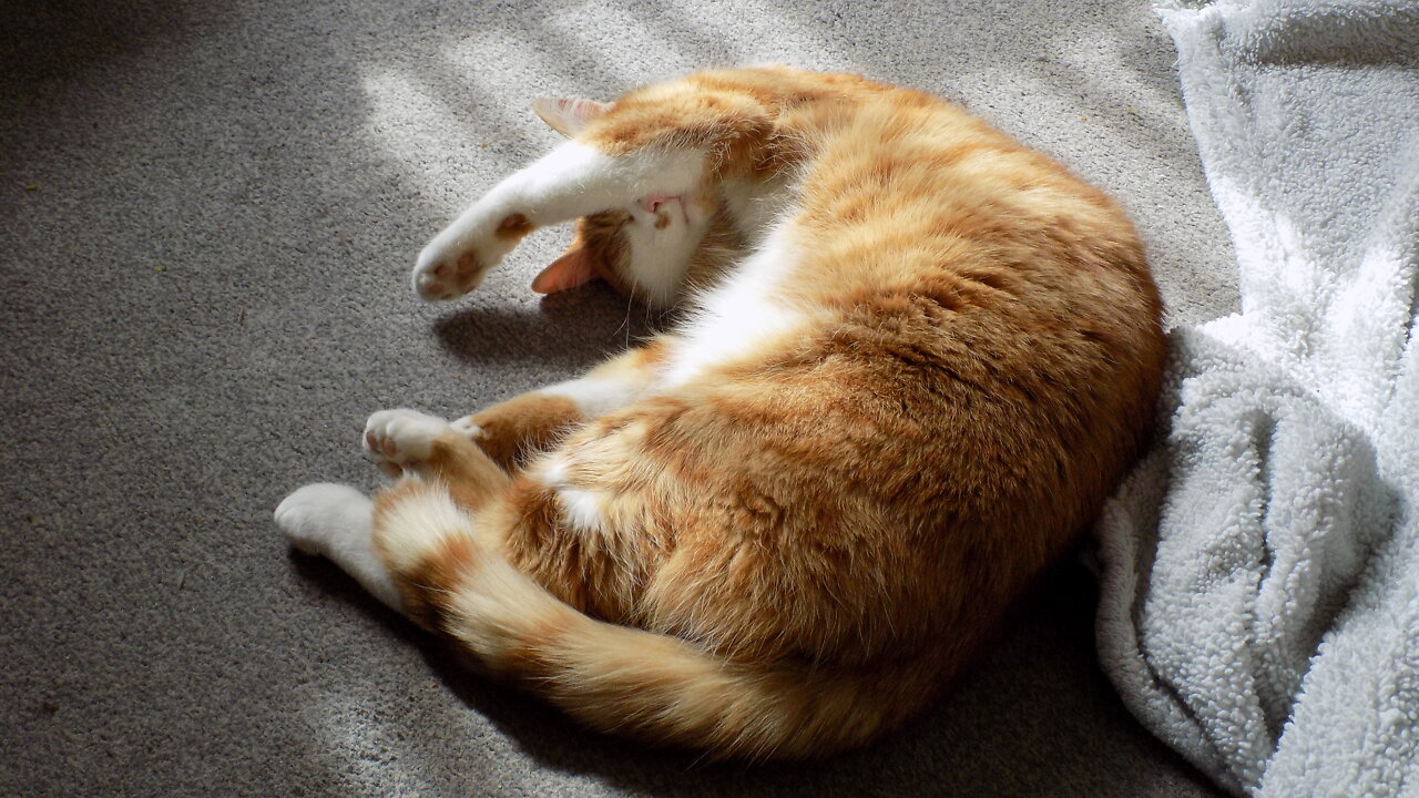 05.04.2022 - They had no intention to let the Lurgy go away (DBC Phonecall)