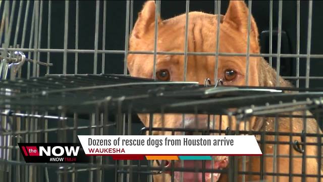 Nearly 50 Houston shelter dogs arrive in Waukesha
