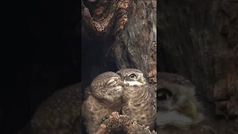 Most loving pair 😍 ❤ #ullu #owl #petanimal #lovingbirds #trending #love