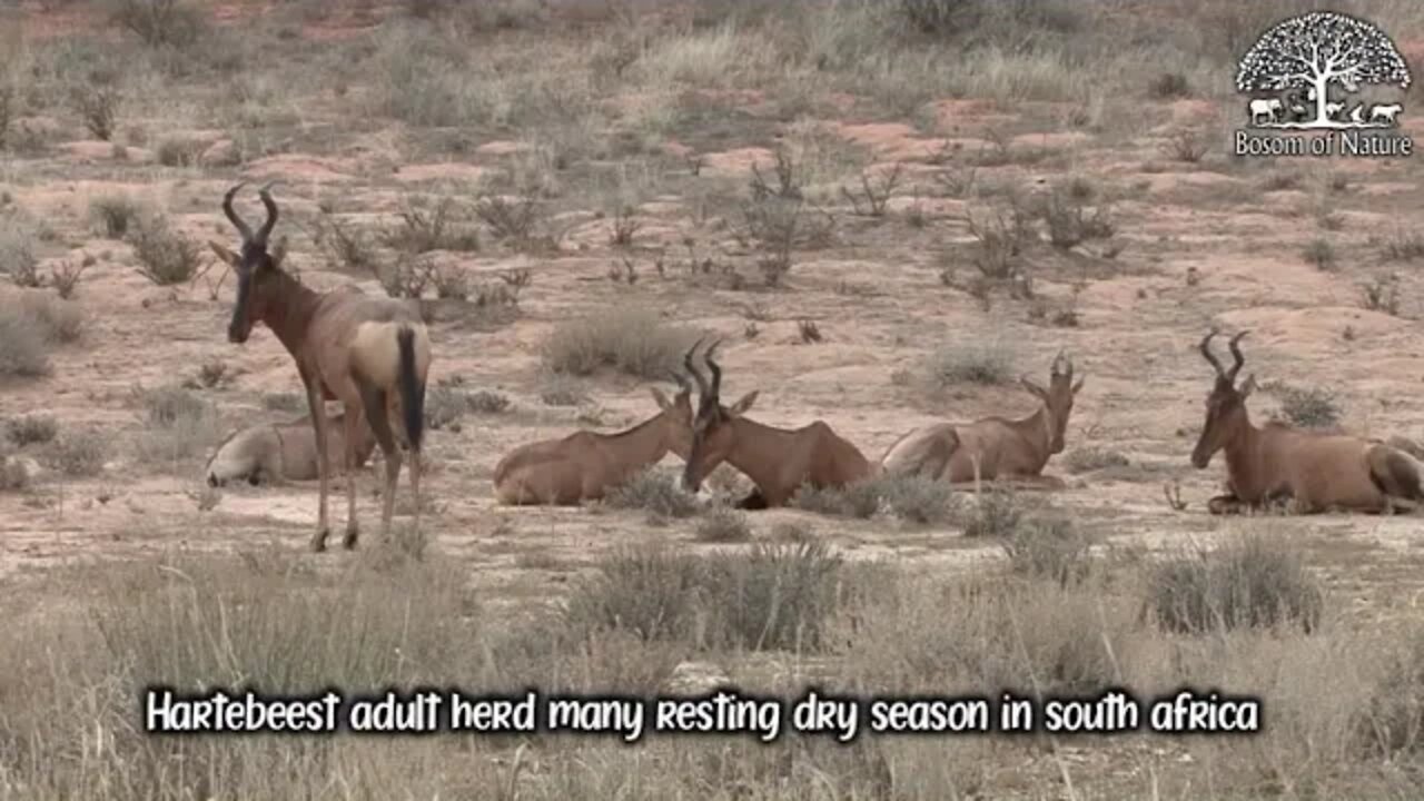 Hartebeest adult herd many resting dry season in south africa