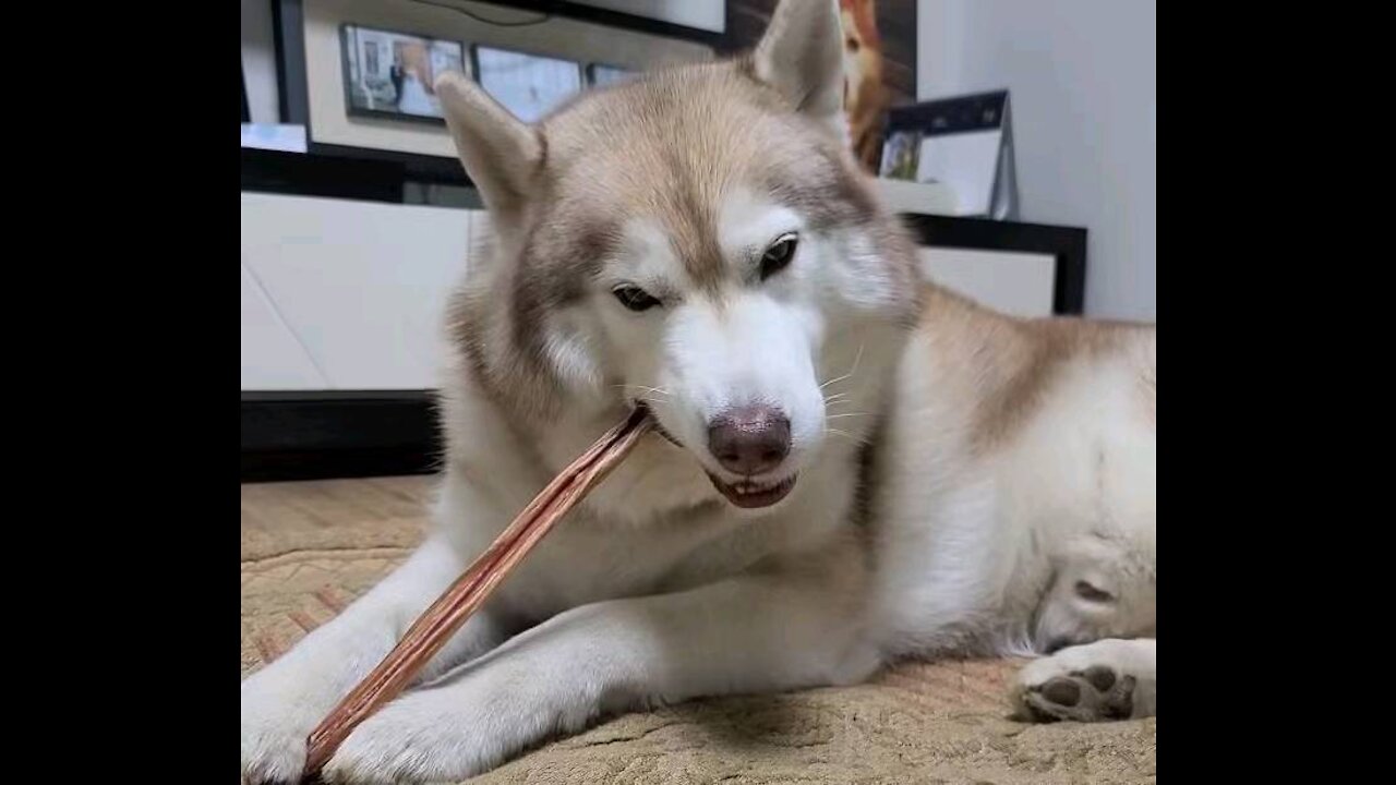 Mom, buy me another snack! It's so good. Snack-eating husky puchi