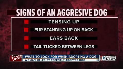 How to spot an aggressive dog at the shelter