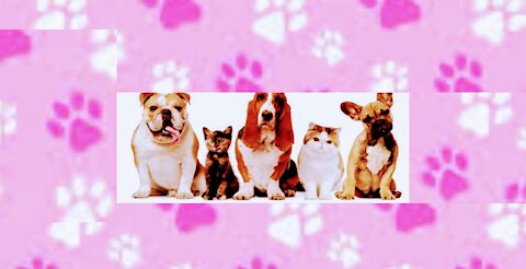 Baby Dogs - Cute and Funny Dog