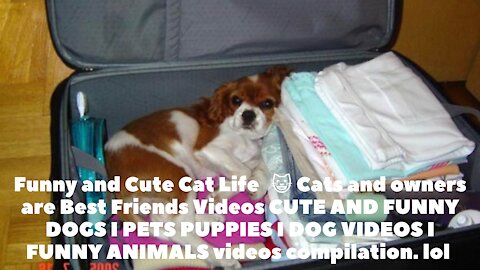 Funny and cute Cat Life 👯 😺 Cats and owners are best friends Video CUTE AND FUNNY DOGS