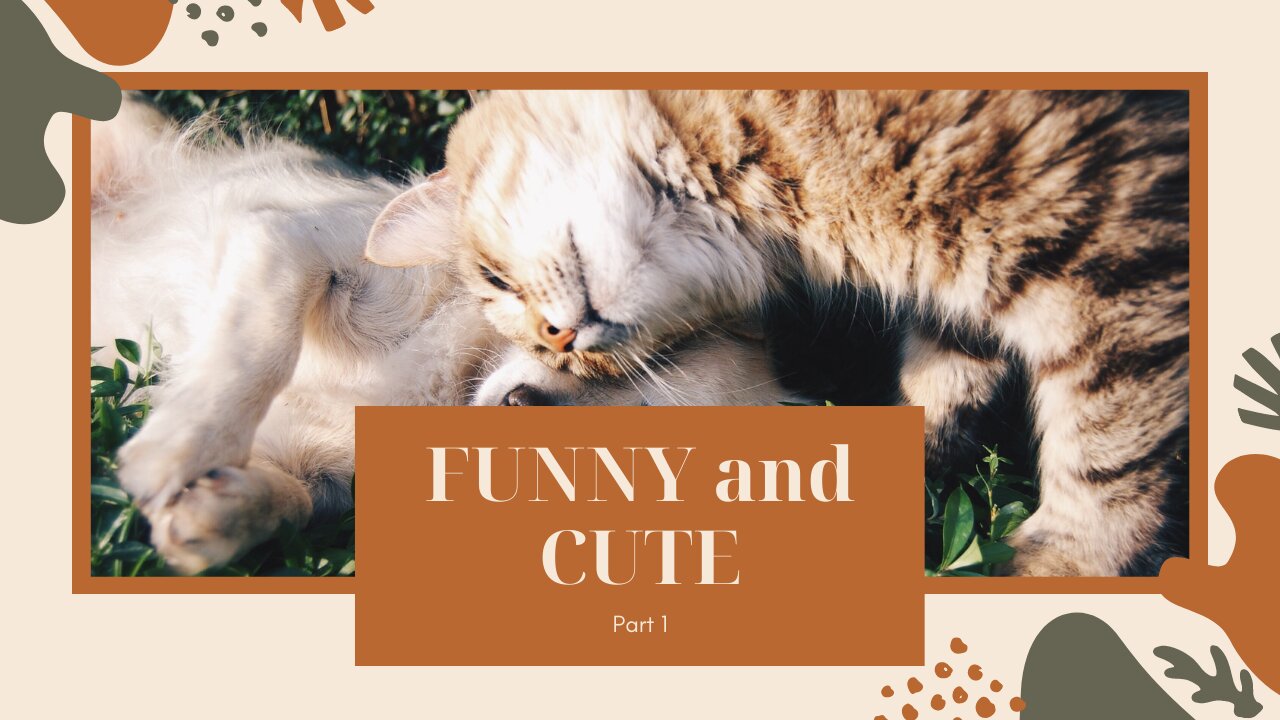 Funny and Cute Cat's Life 👯😺 (Verry Cute)Cats and Owners are the best friends Videos