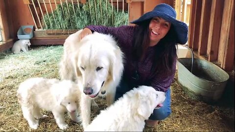 Mollie Engelhart - Farm Guardian Dogs to Protect Your Livestock