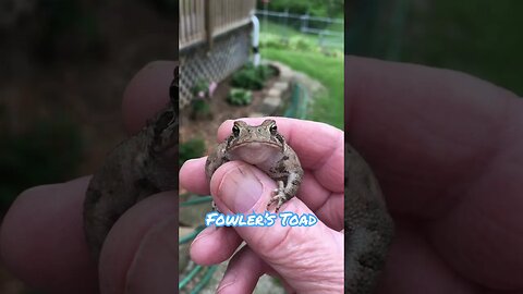 Fowler’s Toad always out after a rain. #shorts #prepperboss , #toads, #frogs, #fowlerstoad