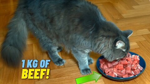 Can Potato the Cat Eat the Whole Bowl of Meat?