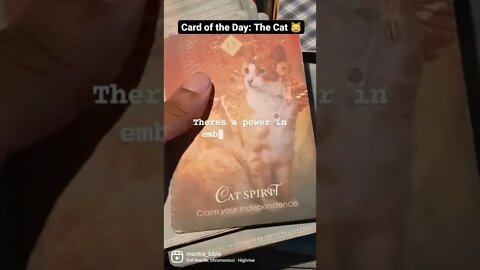 Card of the day : The Cat