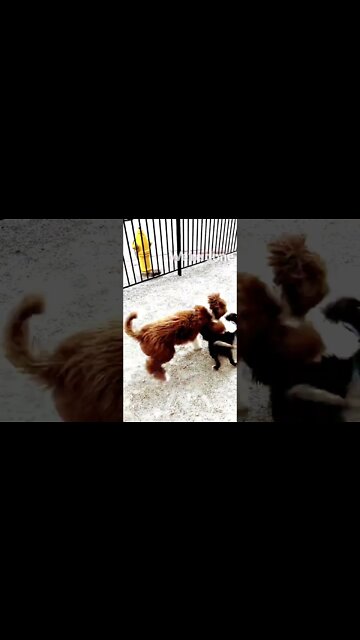 Charlie Bear Plays to Jonathan Mitchell Music. Adorable Lovers Quarrel.