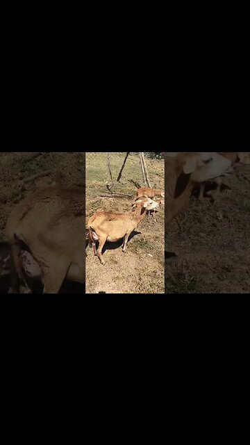 She was pregnant with black babies