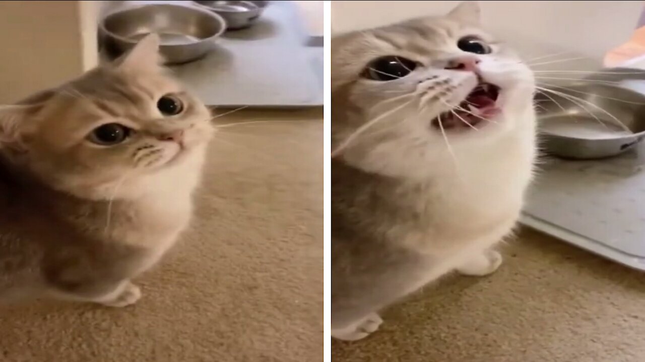 This is a cat with a human voice that talks like a human being