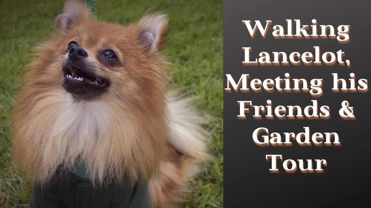 Walking Lancelot the Pomeranian, Meeting some of his friends plus a small garden tour