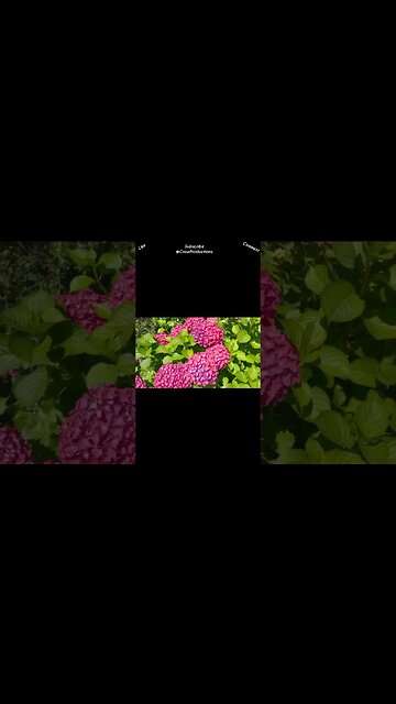 The Hydrangea is a unique flower #flowers #shorts