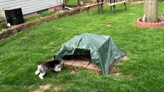 Cute Dog Pretends To Be A Rabbit