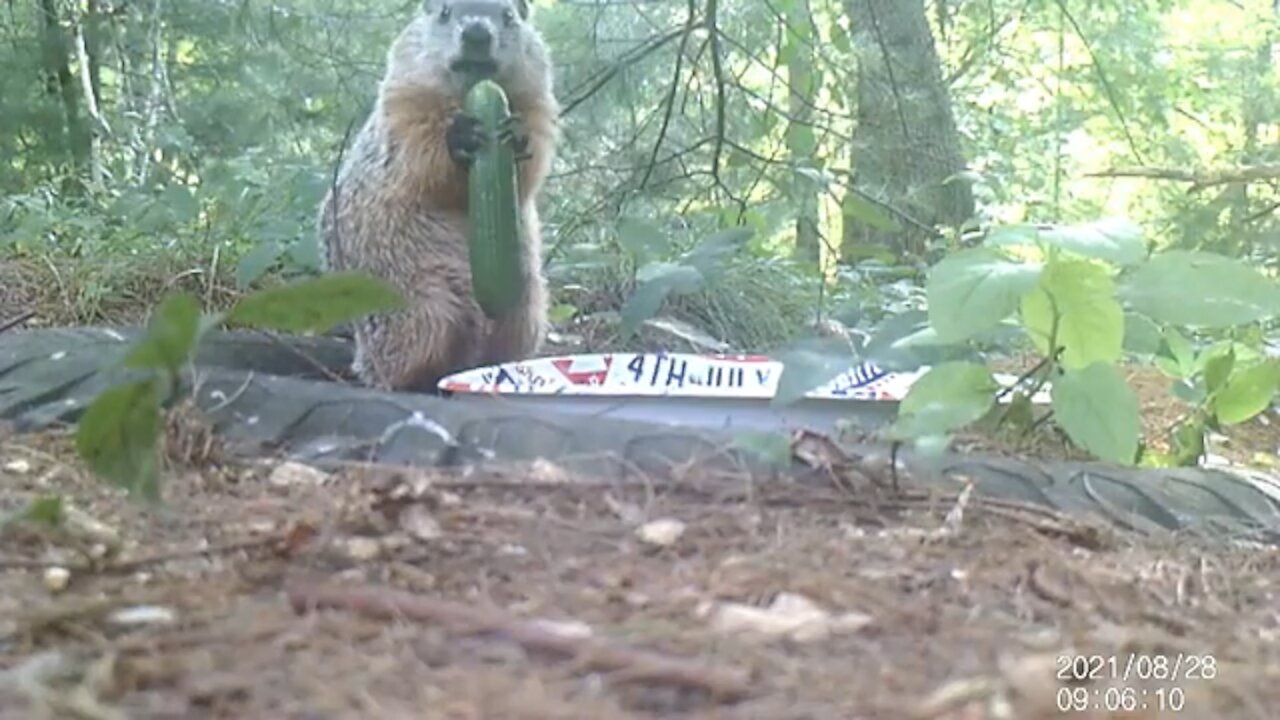 Baby Groundhog eating a mini cucumber