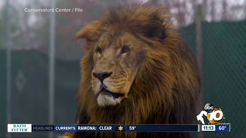 911 calls shed light on deadly lion attack