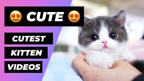 The Cutest Kittens In The World 🔴 1 Minute Animals