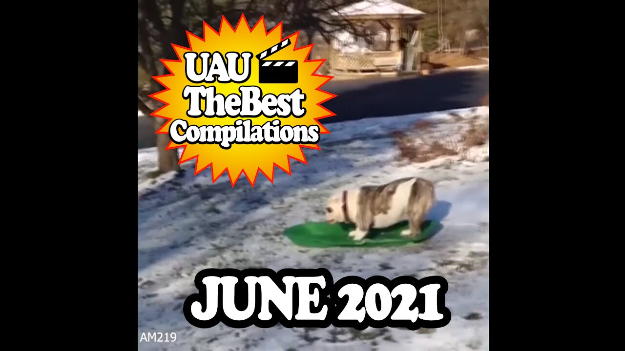 Compiled Funny Dogs June 2021