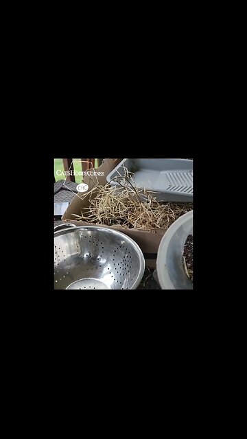 #collardgreens #seeds #harvest - Clip #catshobbycorner